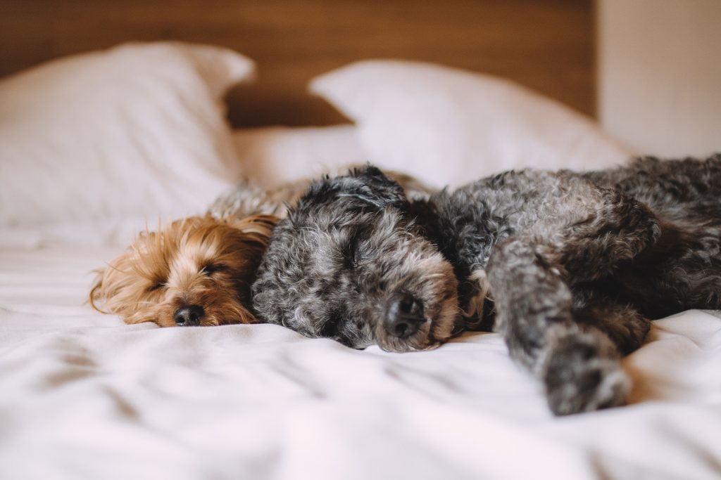 Dos perros descansan en la cama de un alojamiento pet friendly